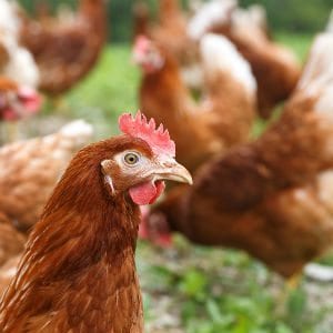 笼子里免费的鸡蛋