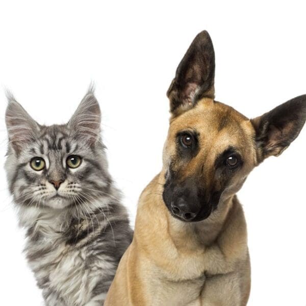 所有者和经营者