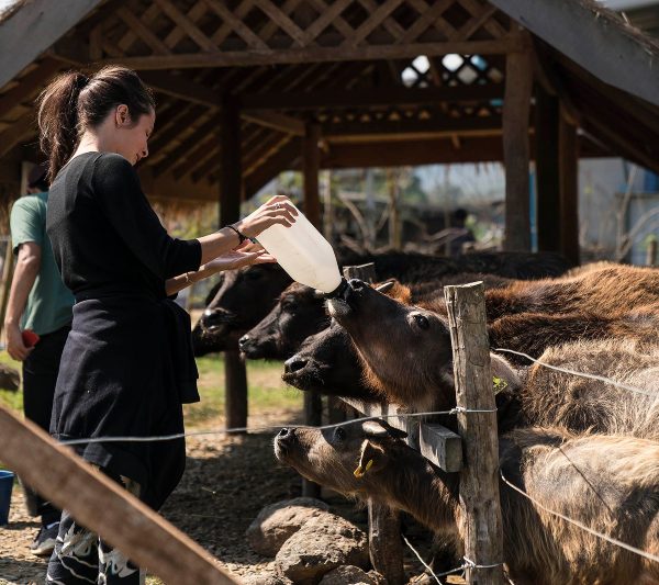 普尔曼水牛乳业