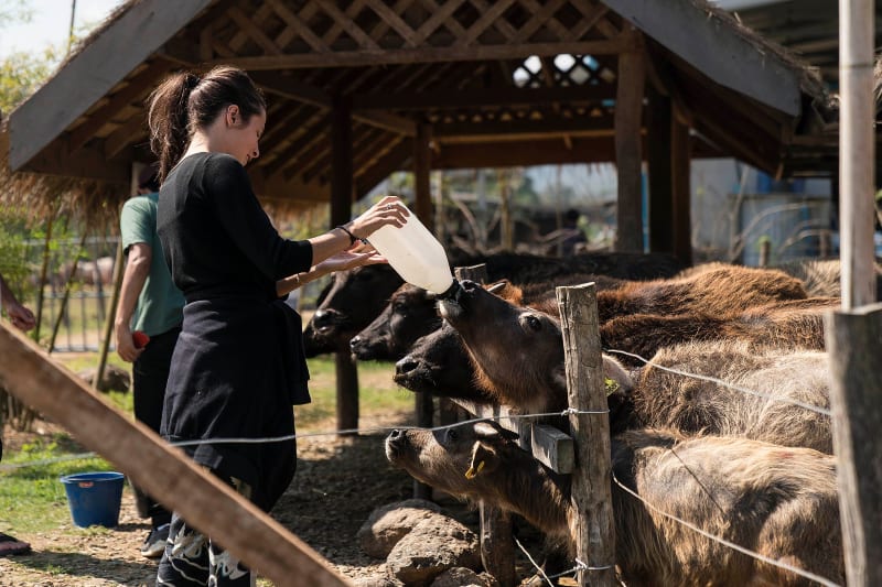 普尔曼水牛乳制品