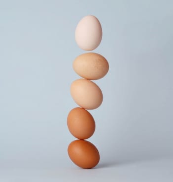 四季支持笼免费鸡蛋倡议