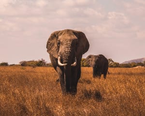 皇家之旅引发兴趣伦理游猎