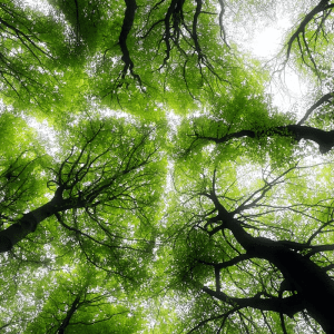 全球气候行动的调查在旅游