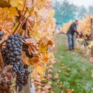 葡萄酒旅游乡村开发